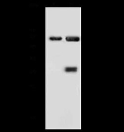 Annexin A6 Antibody, Novus Biologicals 100 &mu;g; Unconjugated:Antibodies,