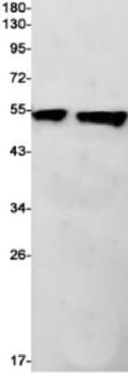 Annexin A7 Antibody (S07-1D2), Novus Biologicals 100 &mu;g; Unconjugated:Antibodies,