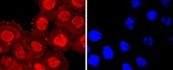 AnnexinV Rabbit anti-Human, Clone: JF50-11, Novus Biologicals 100&mu;L:Antibodies,