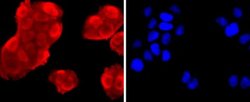 AnnexinV Rabbit anti-Human, Clone: JF50-11, Novus Biologicals 100&mu;L:Antibodies,