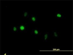 Annexin V Antibody (1F4-1A5), Novus Biologicals 0.1 mg | Buy Online | Novus Biologicals | Fisher Scientific