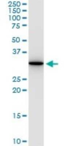 Annexin V Antibody (1F4-1A5), Novus Biologicals 0.1 mg | Buy Online | Novus Biologicals | Fisher Scientific