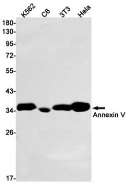 Annexin V Antibody (S08-3A4), Novus Biologicals:Antibodies:Primary Antibodies