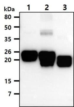 Rac1,2,3 Mouse anti-Human, Clone: AT2G10, Novus Biologicals 100 &mu;g;