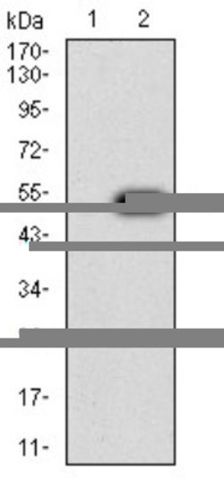 Apc10 Antibody (3E9A9) - BSA Free, Novus Biologicals:Antibodies:Primary
