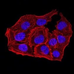 Apc10 Antibody (8F1D10) - BSA Free, Novus Biologicals 0.1 ml; Unconjugated:Antibodies,
