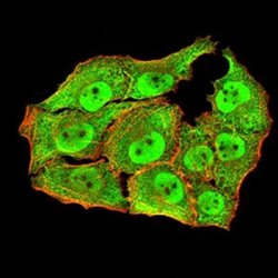 Apc10 Antibody (8F1D10) - BSA Free, Novus Biologicals 0.1 ml; Unconjugated:Antibodies,