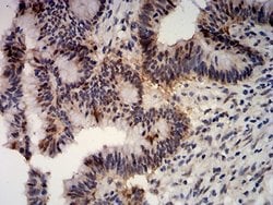 Apc10 Antibody (8F1D10) - BSA Free, Novus Biologicals 0.1 ml; Unconjugated:Antibodies,