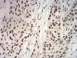 Apc10 Antibody (8F1D10) - BSA Free, Novus Biologicals 0.1 ml; Unconjugated:Antibodies,