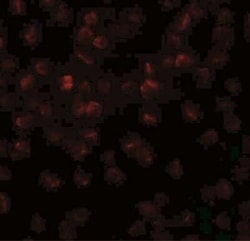 Apc11 Antibody - BSA Free, Novus Biologicals 0.025 mg | Buy Online | Novus Biologicals | Fisher Scientific