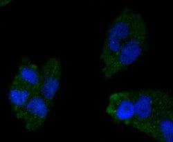 Apolipoprotein A-I/ApoA1 Antibody (JF0548), Novus Biologicals 100&mu;L:Antibodies,