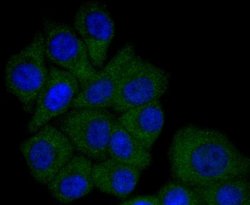 Apolipoprotein A-I/ApoA1 Antibody (JF0548), Novus Biologicals 100&mu;L:Antibodies,