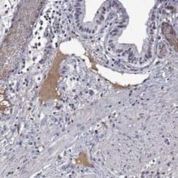 Apolipoprotein A-II/ApoA2 Rabbit anti-Human, Polyclonal, Novus Biologicals:Antibodies:Primary
