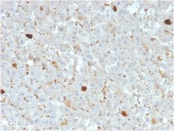 Apolipoprotein A-IV/ApoA4 Mouse anti-Human, Clone: APOA4/3372, Novus Biologicals:Antibodies:Primary