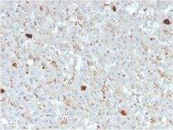 Apolipoprotein A-IV/ApoA4 Antibody (APOA4/3372) - Azide and BSA Free, Novus Biologicals 100 &mu;g | Buy Online | Novus Biologicals | Fisher Scientific