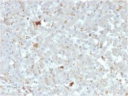Apolipoprotein A-IV/ApoA4 Antibody (APOA4/3372) - Azide and BSA Free, Novus Biologicals 100 &mu;g | Buy Online | Novus Biologicals | Fisher Scientific