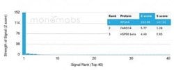 Apolipoprotein A-IV/ApoA4 Mouse anti-Human, Clone: APOA4/3372, Novus Biologicals:Antibodies:Primary