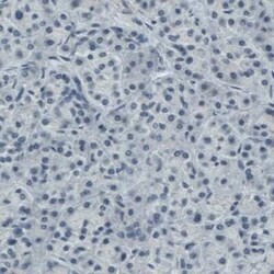 Apolipoprotein A-IV/ApoA4 Antibody (CL0467), Novus Biologicals:Antibodies:Primary