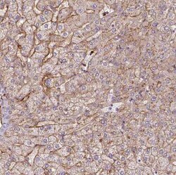 Apolipoprotein C1 Antibody, Novus Biologicals 25 &mu;L, Unconjugated:Antibodies,