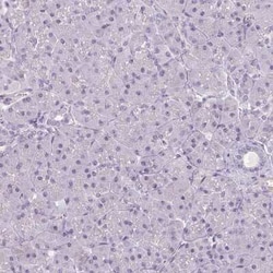 Apolipoprotein C1 Antibody, Novus Biologicals 25 &mu;L, Unconjugated:Antibodies,