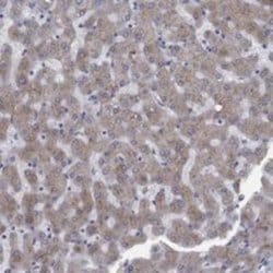 Apolipoprotein CIII Rabbit anti-Human, Polyclonal, Novus Biologicals:Antibodies:Primary