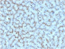 Apolipoprotein D Mouse anti-Human, Clone: APOD/3412, Novus Biologicals 20 &mu;g | Buy Online | Novus Biologicals | Fisher Scientific