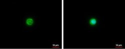 Apolipoprotein E/ApoE Antibody - BSA Free, Novus Biologicals 0.025 mg;