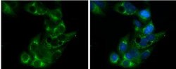 Apolipoprotein E/ApoE Antibody - BSA Free, Novus Biologicals 0.025 mg;