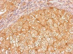 Apolipoprotein E/ApoE Antibody - BSA Free, Novus Biologicals 0.025 mg;