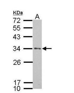 Apolipoprotein E/ApoE Antibody - BSA Free, Novus Biologicals 0.025 mg;