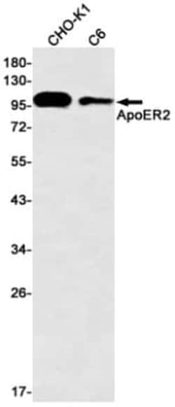 Apolipoprotein E R2/ApoE R2 Antibody (S03-1H8), Novus Biologicals:Antibodies:Primary