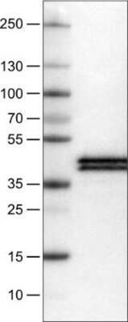 Apolipoprotein L1 Antibody (CL0170), Novus Biologicals 25 &mu;L, Unconjugated:Antibodies,