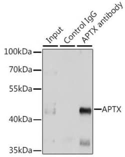 Aprataxin Antibody - BSA Free, Novus Biologicals 0.02 mL, Unconjugated:Antibodies,