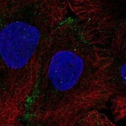 Aquaporin-10 Rabbit anti-Human, Polyclonal, Novus Biologicals 100 &mu;g;