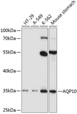 Aquaporin-10 Antibody - BSA Free, Novus Biologicals:Antibodies:Primary