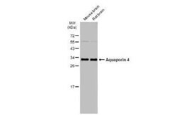 Aquaporin-4 Antibody, Novus Biologicals 100 &mu;g; Unconjugated:Antibodies,
