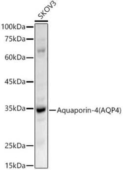 Aquaporin-4 Antibody - Azide and BSA Free, Novus Biologicals:Antibodies:Primary