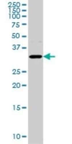Aquaporin-8 Antibody (1A1), Novus Biologicals 0.1 mg | Buy Online | Novus Biologicals | Fisher Scientific