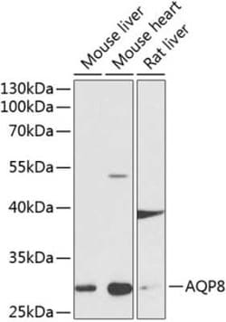 Aquaporin-8 Antibody - BSA Free, Novus Biologicals 0.02 mL, Unconjugated:Antibodies,