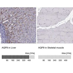 Aquaporin-9 Antibody, Novus Biologicals:Antibodies:Primary Antibodies