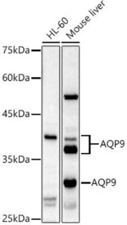 Aquaporin-9 Antibody - BSA Free, Novus Biologicals 0.02 mL, Unconjugated:Antibodies,