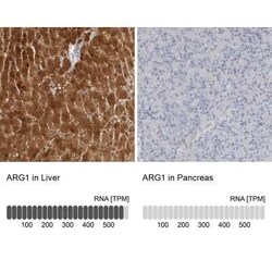 Arginase 1/ARG1/liver Arginase Antibody, Novus Biologicals 25 &mu;L; Unconjugated:Antibodies,