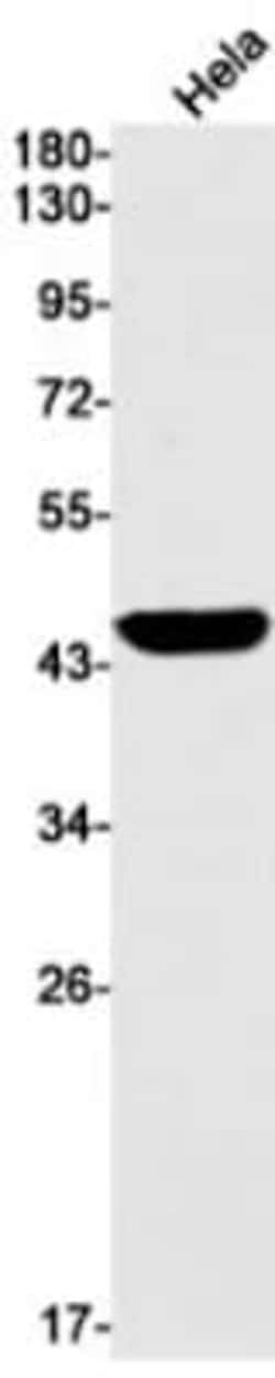 Argininosuccinate Synthase Antibody (S02-7A8), Novus Biologicals 50 &mu;g;
