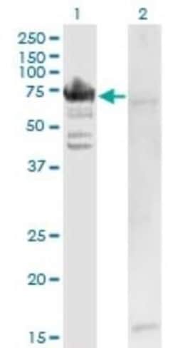 Arginyl tRNA synthetase Antibody (1A2), Novus Biologicals 0.1 mg | Buy Online | Novus Biologicals | Fisher Scientific