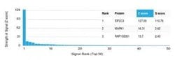 Argonaute 3 Antibody (PCRP-AGO3-1C5) - Azide and BSA Free, Novus Biologicals