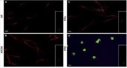 Aromatase Antibody (H4) - Azide and BSA Free, Novus Biologicals 0.1mg:Antibodies,