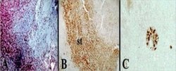 Aromatase Antibody (H4) - Azide and BSA Free, Novus Biologicals 0.1mg:Antibodies,