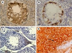 Aromatase Antibody (H4) - Azide and BSA Free, Novus Biologicals 0.1mg:Antibodies,