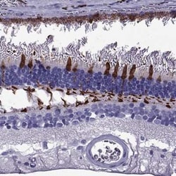 Arrestin 3 Antibody, Novus Biologicals:Antibodies:Primary Antibodies