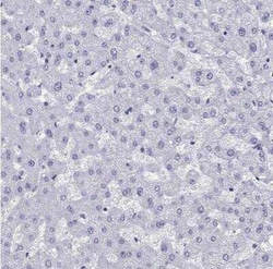 Arrestin 3 Antibody, Novus Biologicals:Antibodies:Primary Antibodies